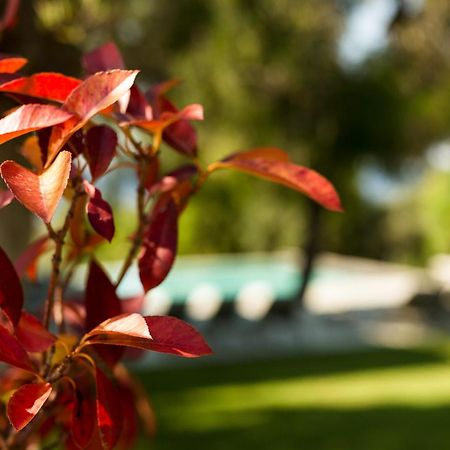 Olivia Estate Villa With Private Swimming Pool Elia Nikitis Esterno foto