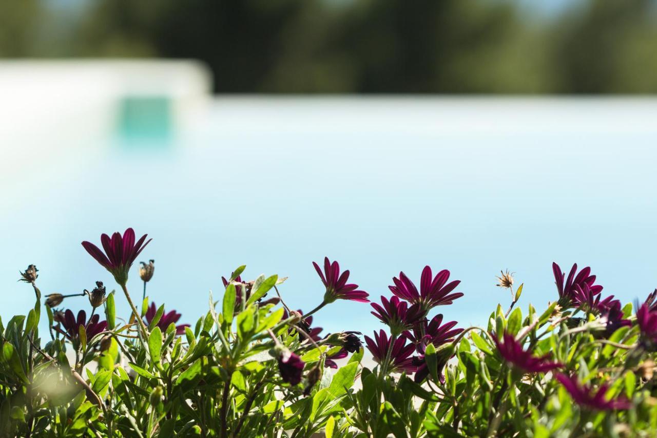 Olivia Estate Villa With Private Swimming Pool Elia Nikitis Esterno foto