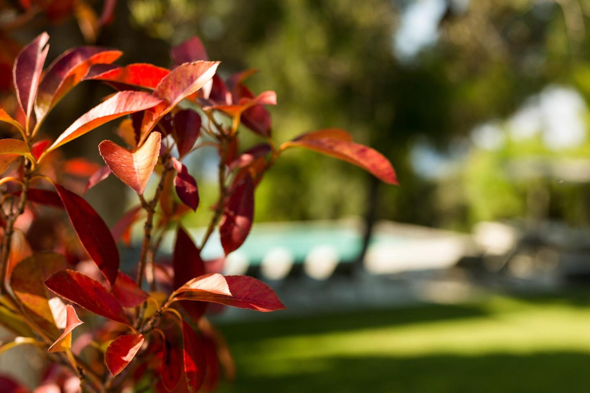 Olivia Estate Villa With Private Swimming Pool Elia Nikitis Esterno foto